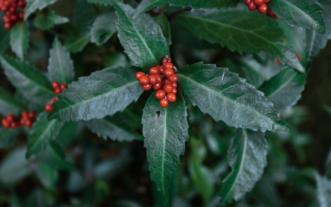 How To Make Immune-Boosting Elderberry Syrup