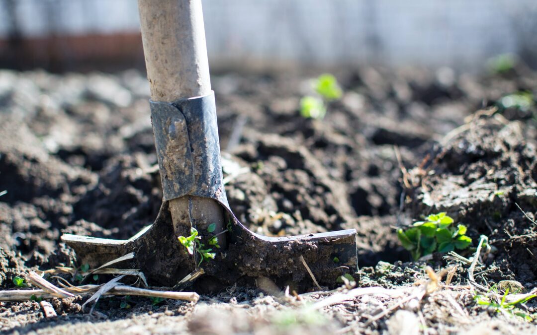 10+ Gardening Tips That Will Help Save You Money